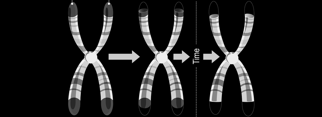 Telomere support